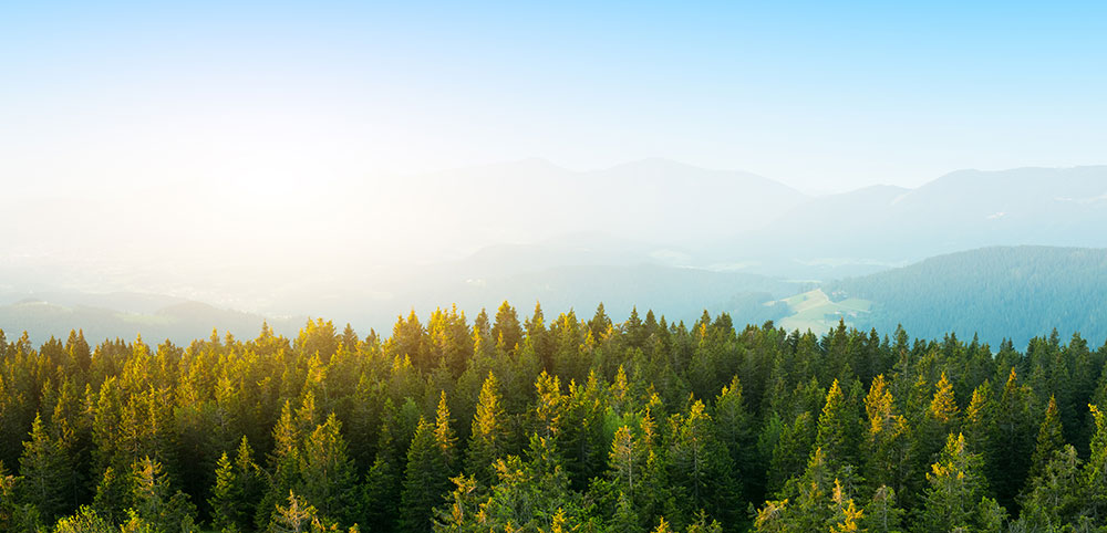 A forest against a background of blue sky