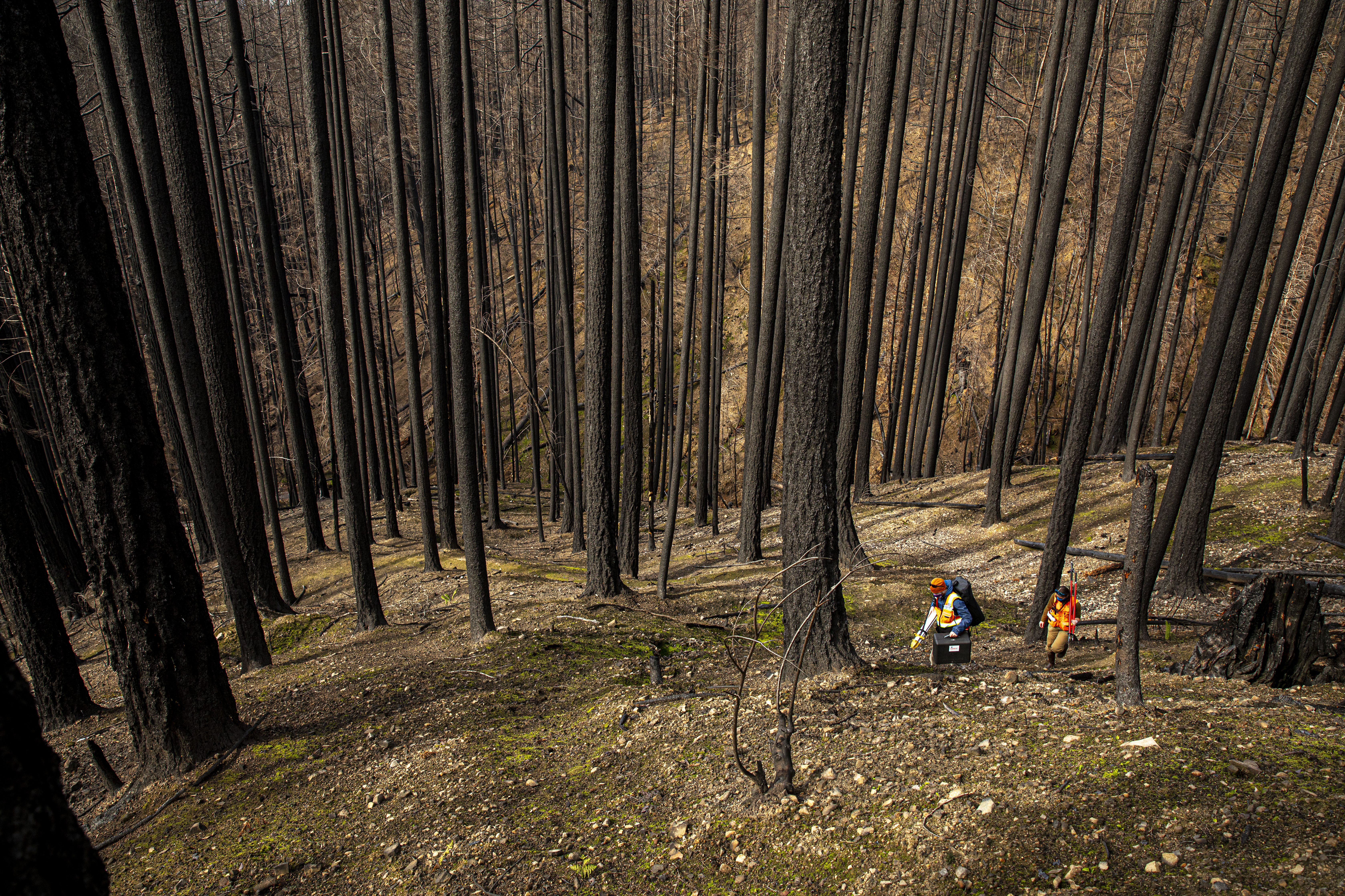 two researchers walking in a forest devastated by wild fire
