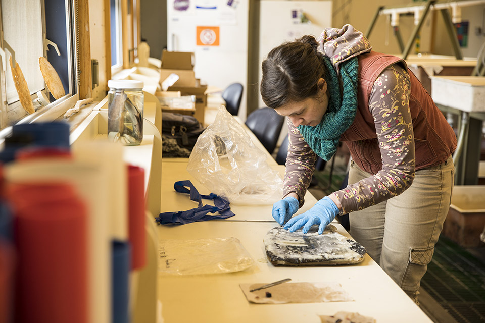 Photo of Cutting harbor porpoise skin, over shoulder view