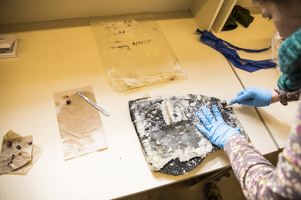 Photo of Cutting harbor porpoise skin