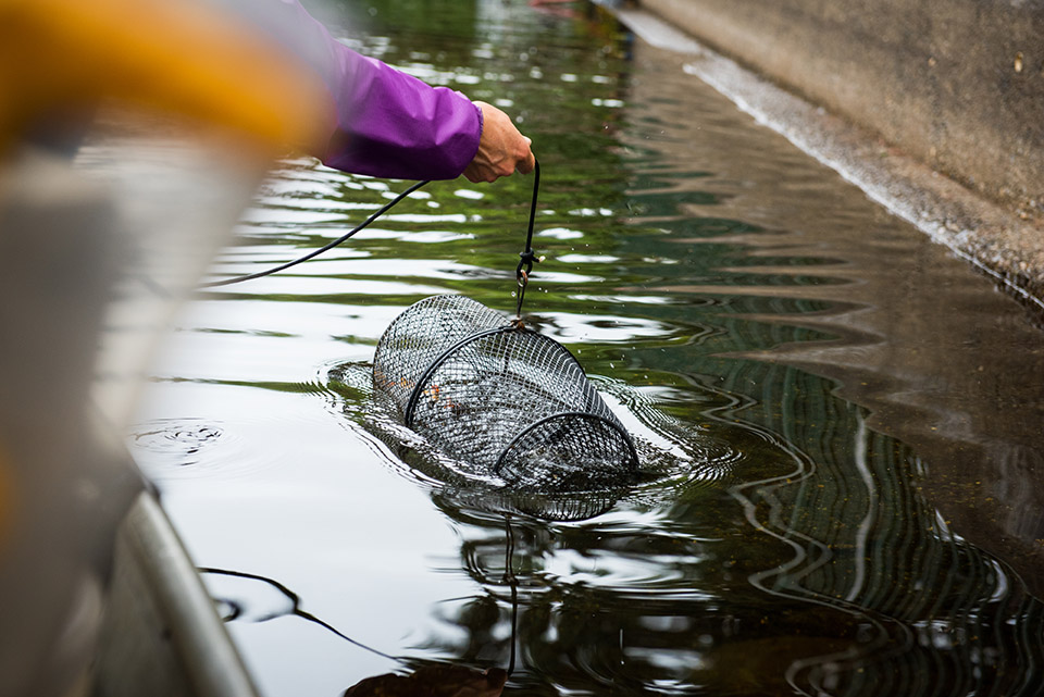 Photo of Cutting harbor porpoise skin