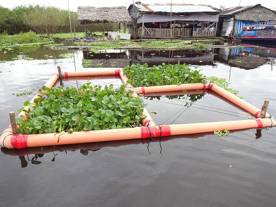 photo of a water hyacinth test