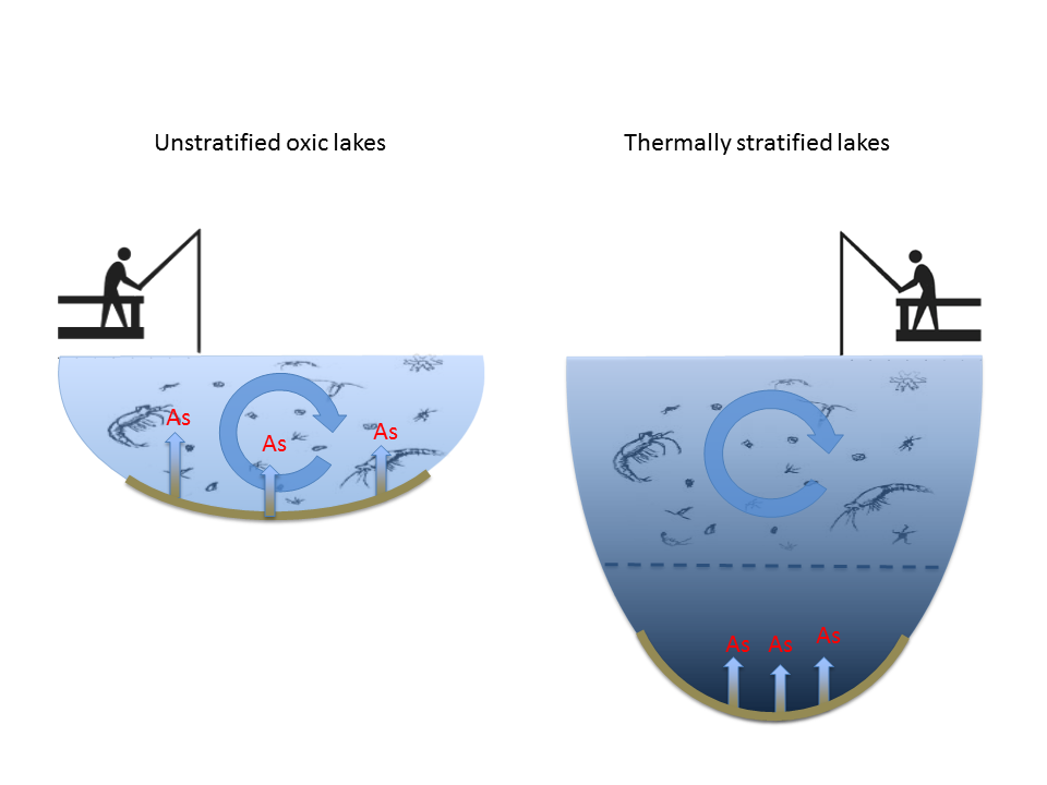 A graph comparing a weakly stratified lake to a stratified lake