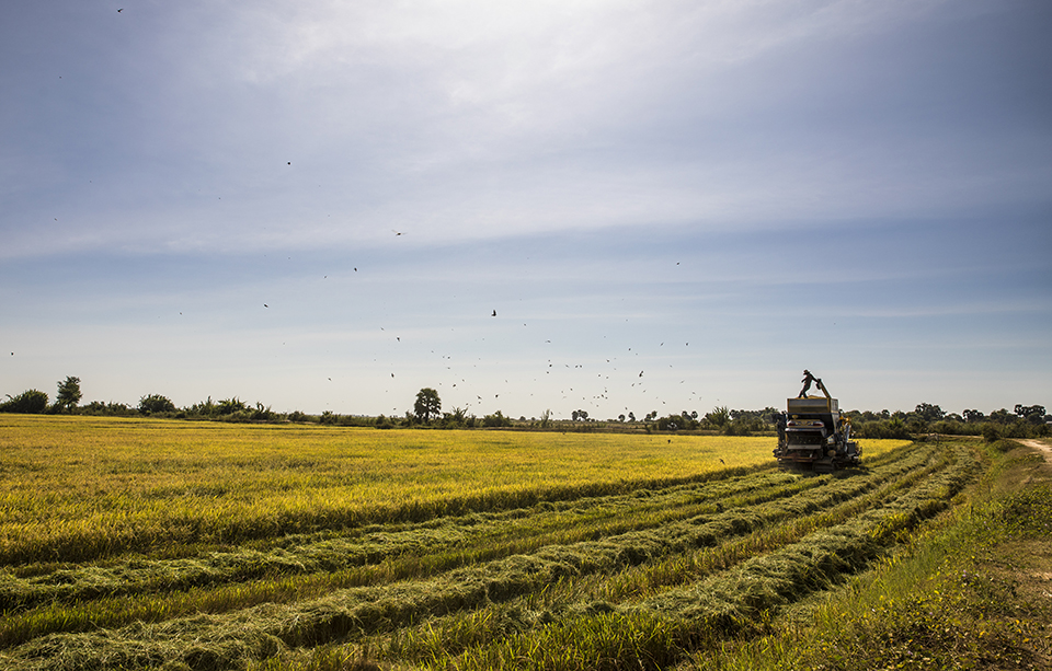 harvesting rice in a rice field