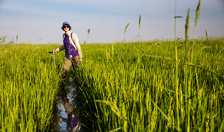 Researcher standing in a rice field