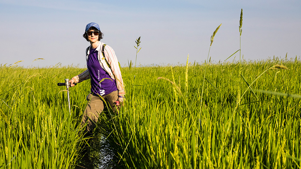A researcher standing in a rice field