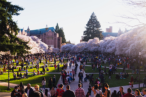 A group at people walking through a cherry blossoms park