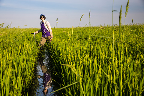 Researcher standing in a rice field