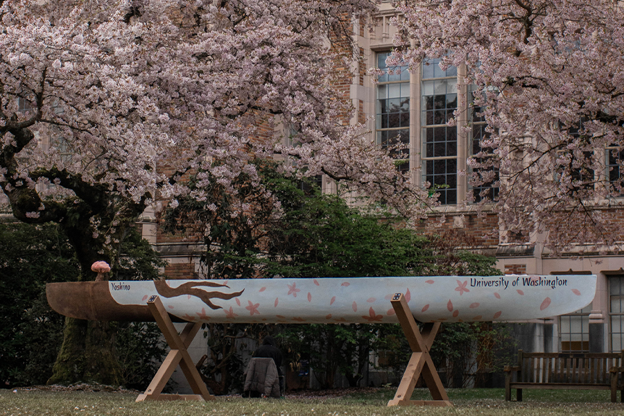 Concrete Canoe's 2024 boat, Yoshino, is displayed on a stand amongst cherry blossom trees in bloom.