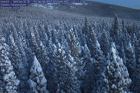 Trees in a forest. The trees are blanketed by heavy snow