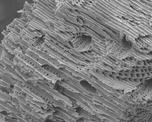 Porous structure of the biochar as seen through a microscope