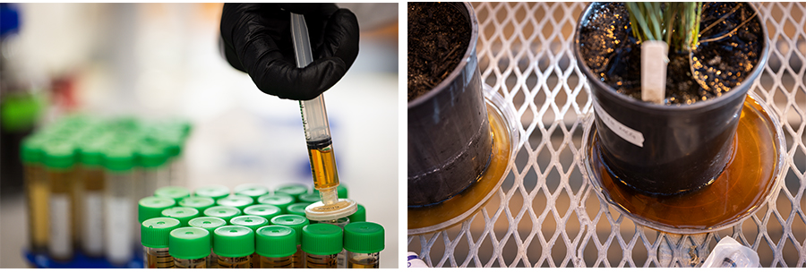 On the left, a close-up shot of a hand with gloves in a laboratory, extracting a sample with a syringe from a small vial. On the right, young plants in pots placed on a metal mesh surface.