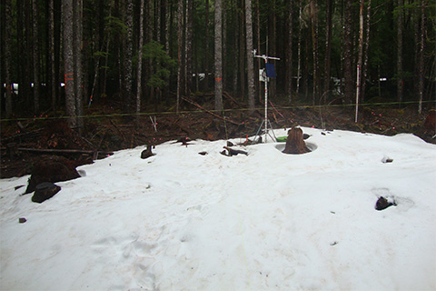 A mounted camera captures snow sticking in a forest gap, while snow appears to have melted under the trees in dense, second-growth forest behind the gap site.