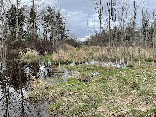 a swamp with trees and grass
