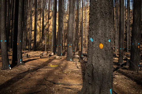 Trees marked with blue and orange dots