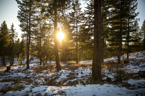 The sun shines through trees in a forest and there is a light dusting of snow on the ground