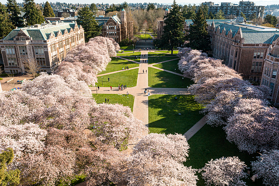 UW campus cherry blossoms