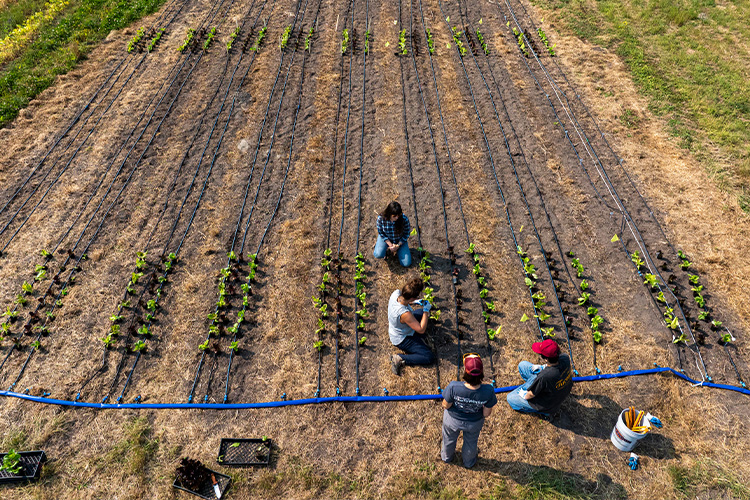 Aerial view of an agricultural test field with rows of young crops, irrigation lines, and researchers examining plants