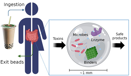 A diagram illustrating how the therapeutic hydrogel beads work. A person ingests the beads, which travel through the digestive system. A magnified view of a single bead shows microbes, enzymes and binders inside. Toxins enter the bead and are converted into safe products. The beads exit the body naturally.