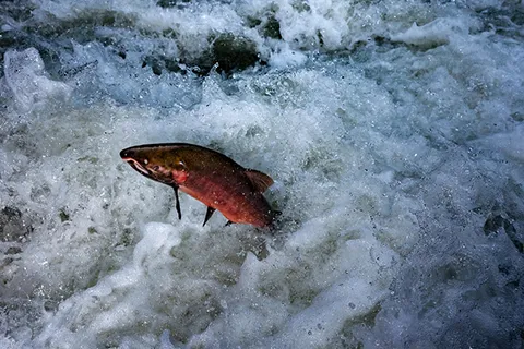 A red coho salmon jumps up out of a river
