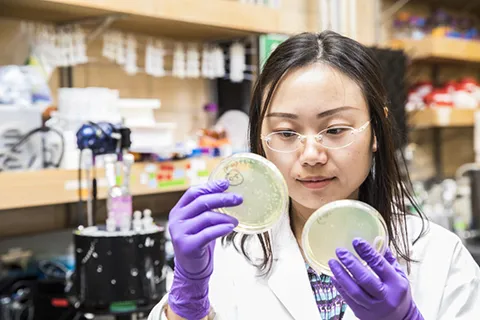 UW researcher Huan He preparing agar plates for measuring inactivation of bacteria in disinfection experiments.