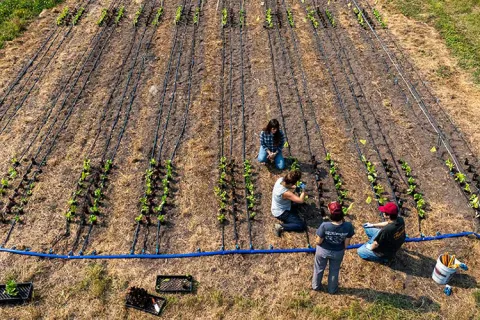 Aerial view of an agricultural test field with rows of young crops, irrigation lines, and researchers examining plants.