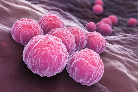 An illustration of the bacteria Chlamydia trachomatis.