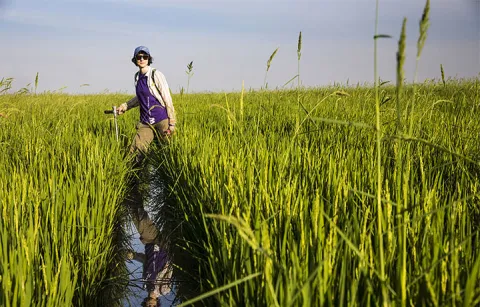 UW graduate student Yasmine Farhat collects soil samples in a rice field in Cambodia.