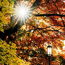 Sunlight filters through autumn leaves