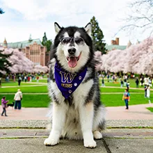 UW mascot "Dubs"